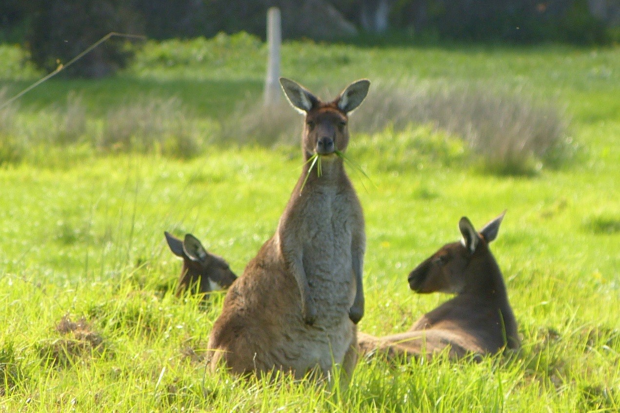 小袋鼠的真实视频,小袋鼠的行为