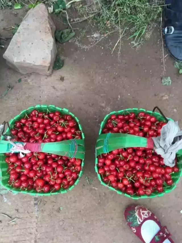 成都周边哪里樱桃最好吃,成都樱桃采摘园附近最近地方