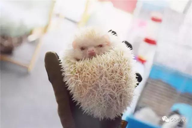 这家公司在办公室里养了十几只宠物员工幸福指数真高