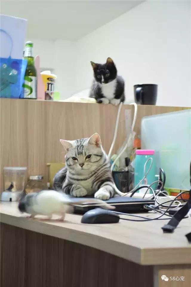 这家公司在办公室里养了十几只宠物员工幸福指数真高