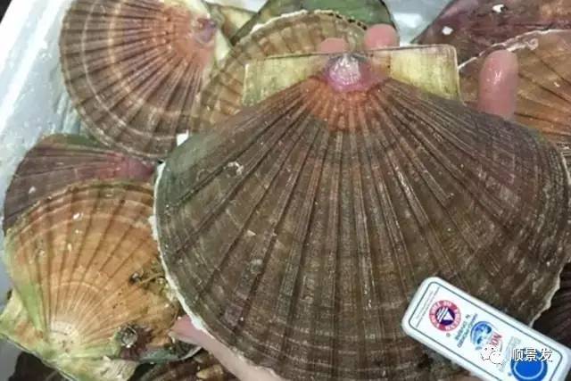 贝类海鲜的品种及图片大全,常见的贝类海鲜图片大全及名称