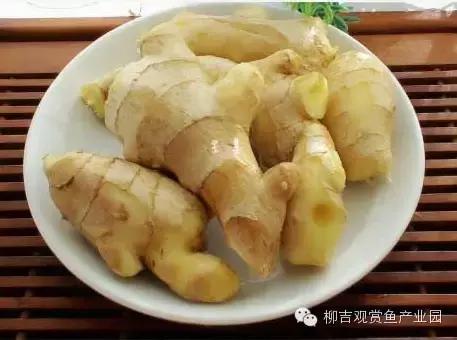 观赏鱼生病不用着急,家中食材也能治鱼病