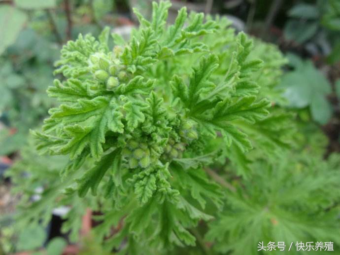 夏季养猪场灭蚊蝇方法大全,养猪场灭蚊蝇用什么药最好