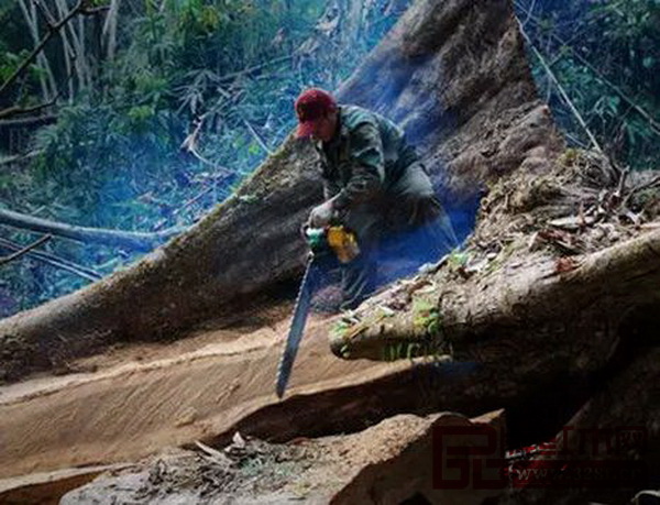 全联艺术红木家具专委员会与品牌红木呼吁善待每块红木