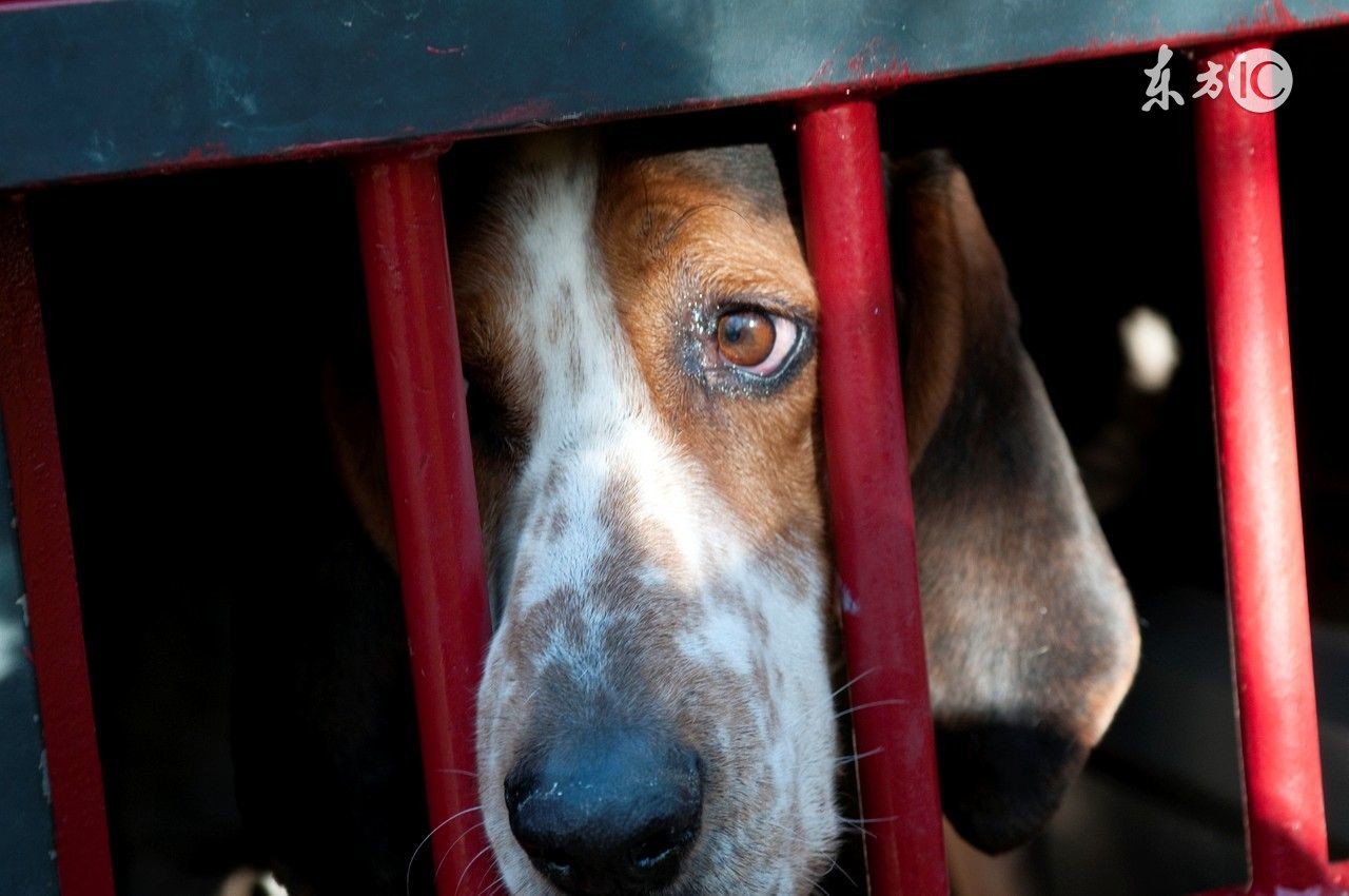 狗狗有细小用过的笼子怎么处理,狗狗细小恢复期应该注意什么