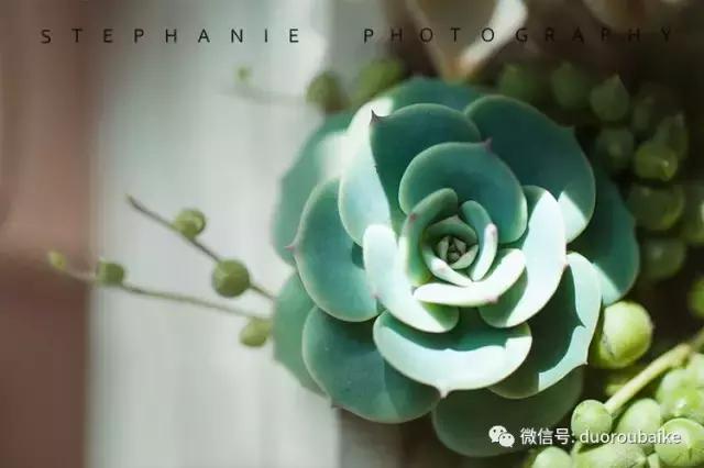 紫外线照射对植物的影响,紫外线光对植物生长的影响