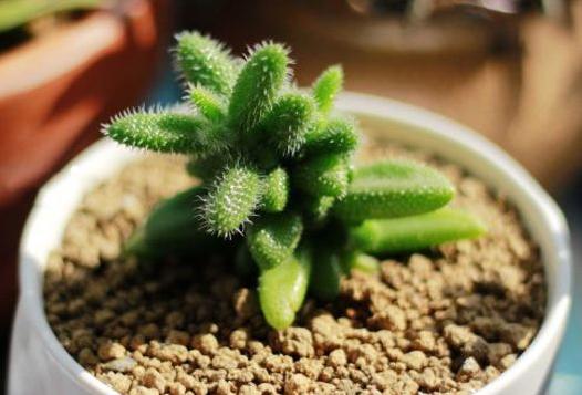 叶子粗圆硬有花纹的多肉植物,苍耳多肉植物