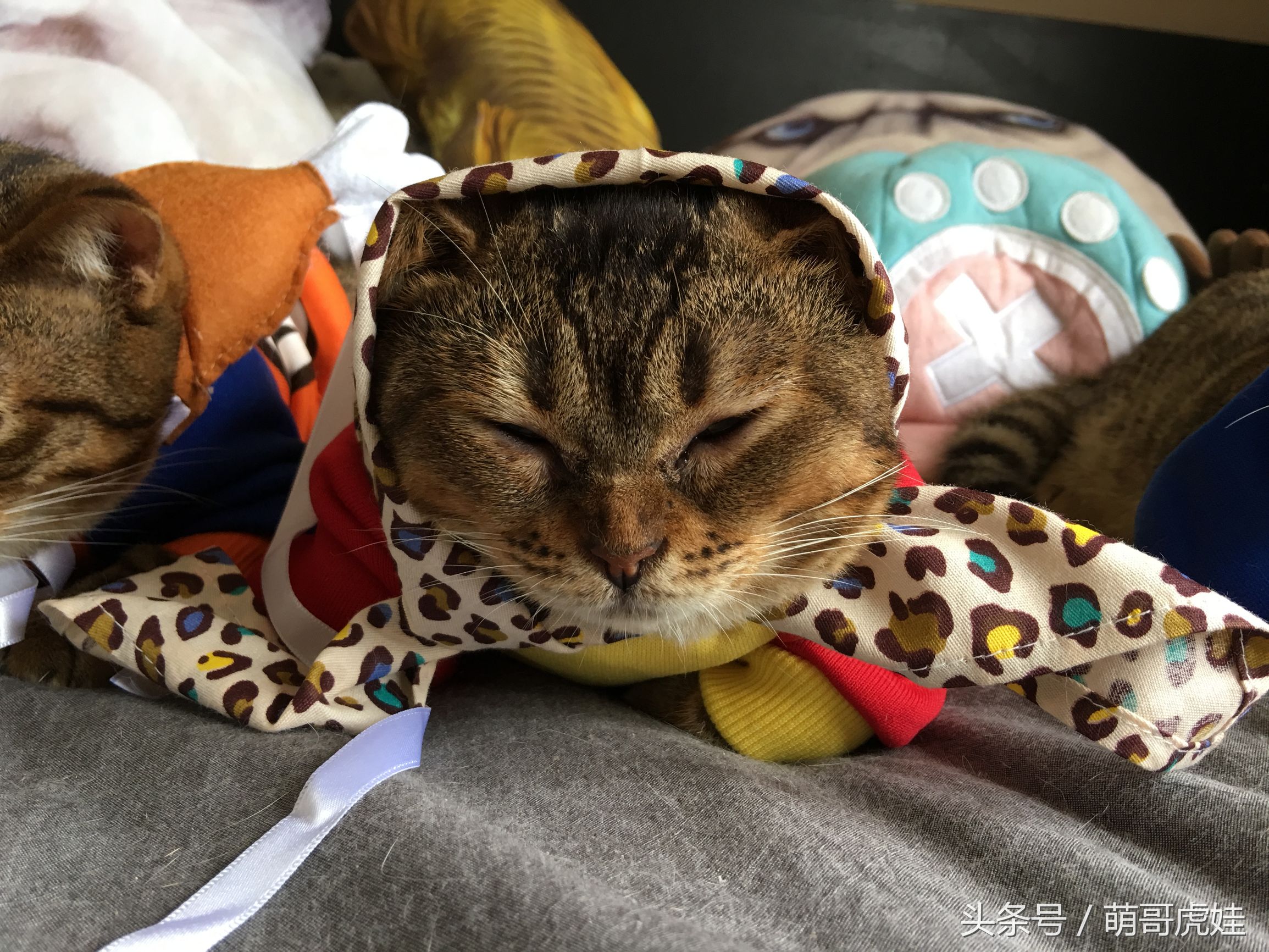 小猫被铲屎官的呼噜惊呆,铲屎官忍不住对小猫下手