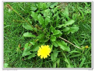 春天的蒲公英的吃法大全,春天吃蒲公英有什么功效