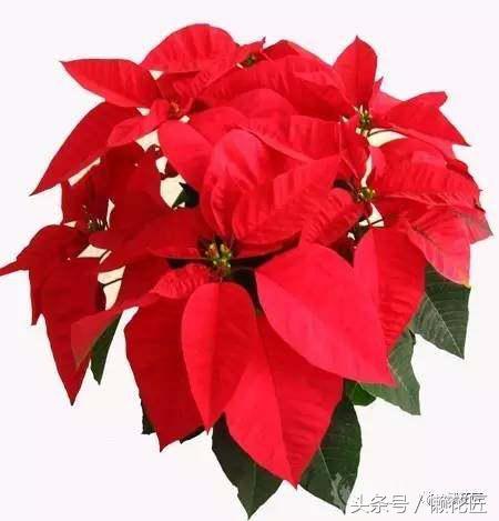 有毒有害的花草有哪些,千万不要碰的10种毒虫