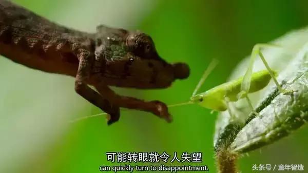 假期一定要带孩子看的5部纪录片,孩子必看的10部自然纪录片