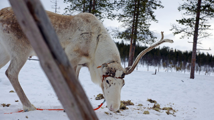 芬兰的奇幻之旅,芬兰旅游攻略