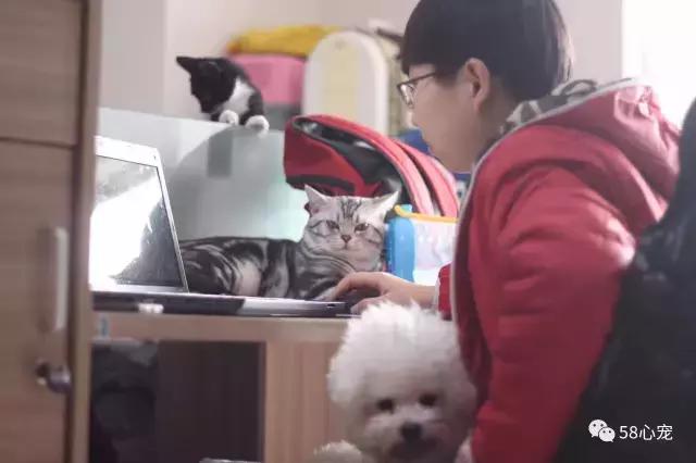 这家公司在办公室里养了十几只宠物员工幸福指数真高