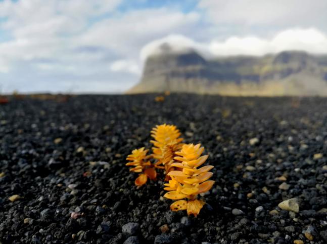 教你如何1元买iphone,怎样1000块钱买iphone12