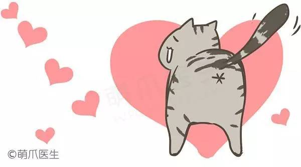 喵咪绝育后拉血,猫咪做绝育哭了