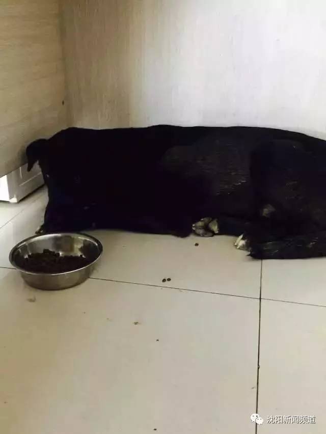 江西九江网曝货车司机拖狗狗前行,高速拖拽狗后续