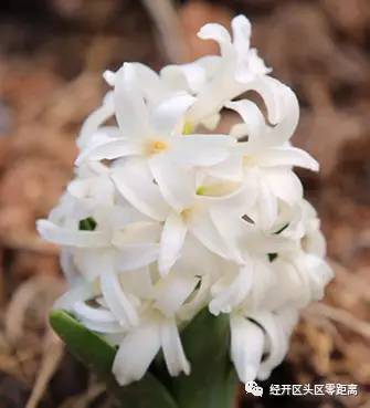 荷兰郁金香运到中国的路线,荷兰郁金香从哪来