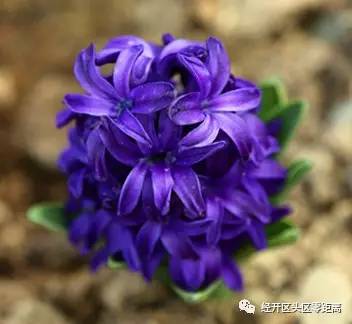 荷兰郁金香运到中国的路线,荷兰郁金香从哪来