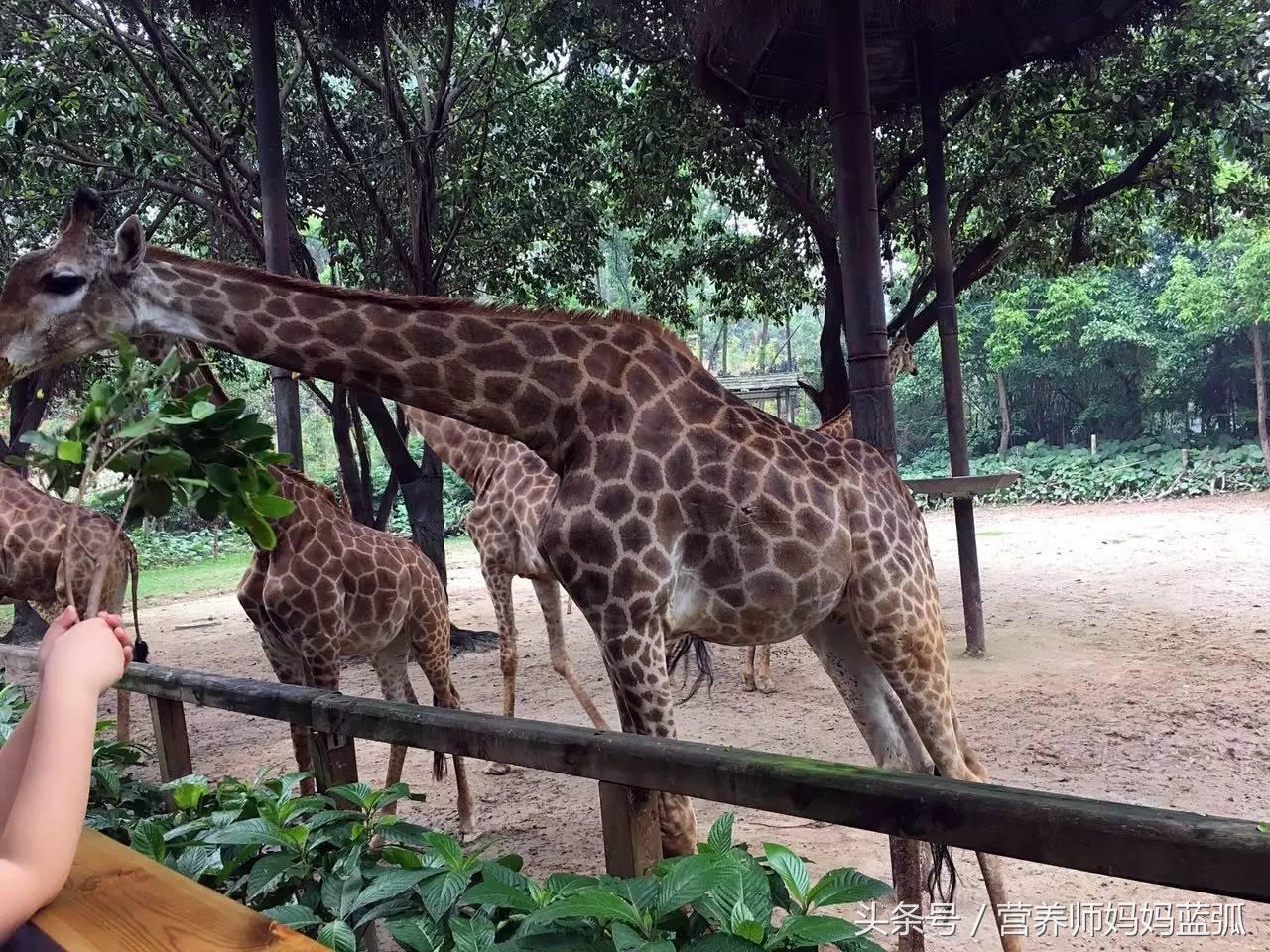 广州长隆海洋王国一日游攻略,广州长隆海洋王国亲子攻略
