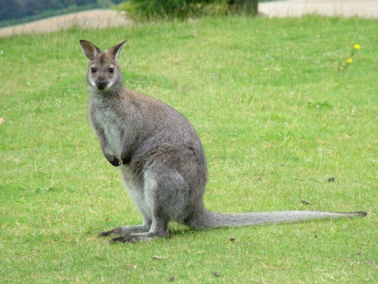 小袋鼠的真实视频,小袋鼠的行为