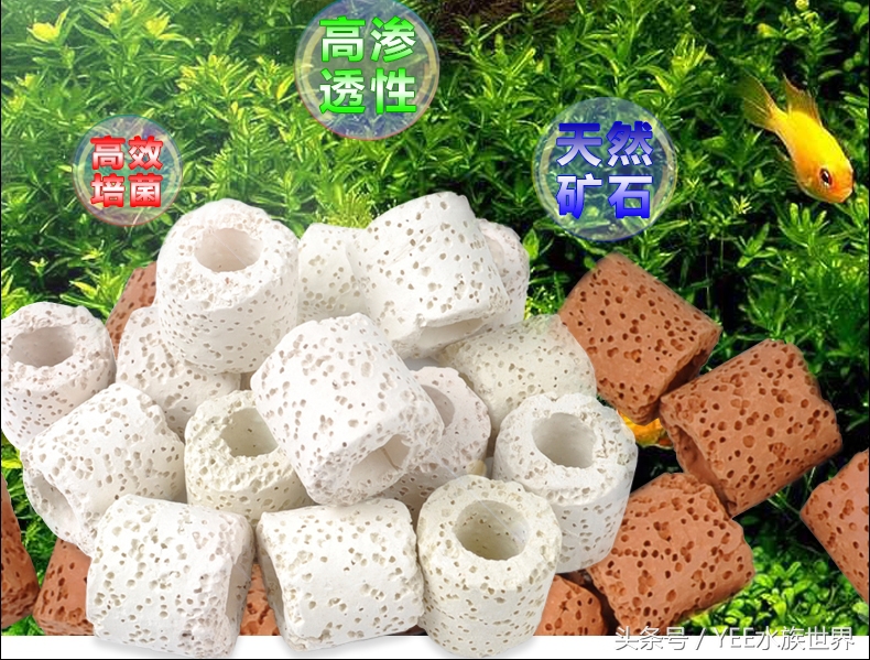 硝化细菌N种死法：饿死、憋死、药死、干死、照射死等等