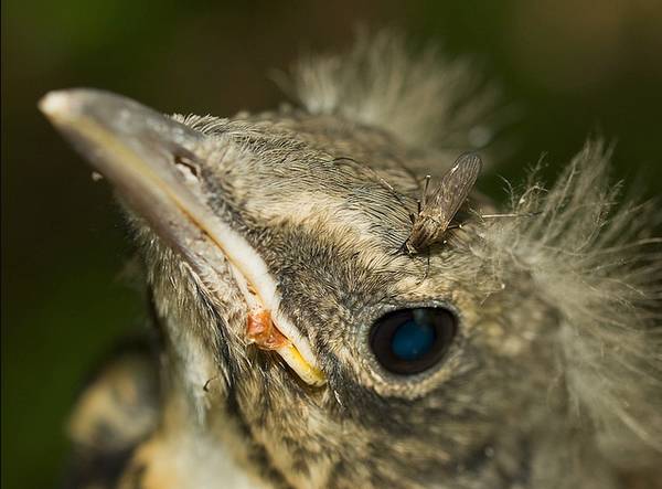 蚊子那么讨厌为什么不灭绝,蚊子那么多怎样处理呢