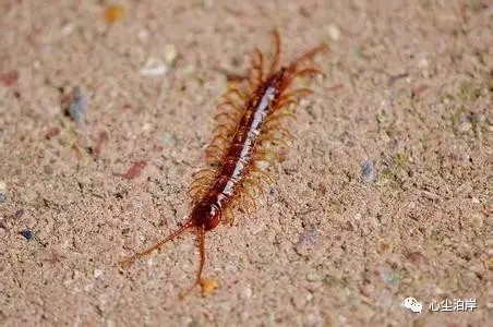 假如被毒蛇咬了会怎么样,假如被毒蛇咬应该怎么办