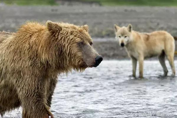 假期一定要带孩子看的5部纪录片,孩子必看的10部自然纪录片
