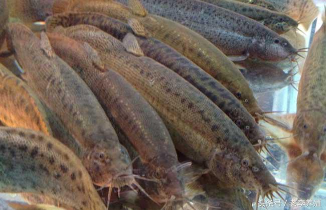 捕捉泥鳅的最佳饵料,怎么捕捉泥鳅和螃蟹