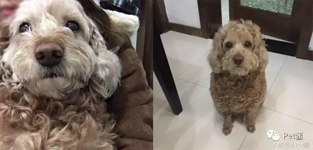 泰迪三千买的贵不贵,三千左右的贵泰迪