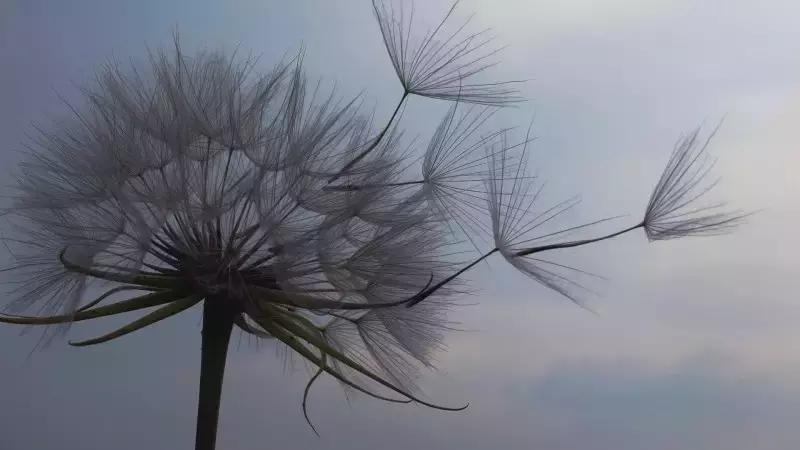 聊一聊这两味春季最常见的药草