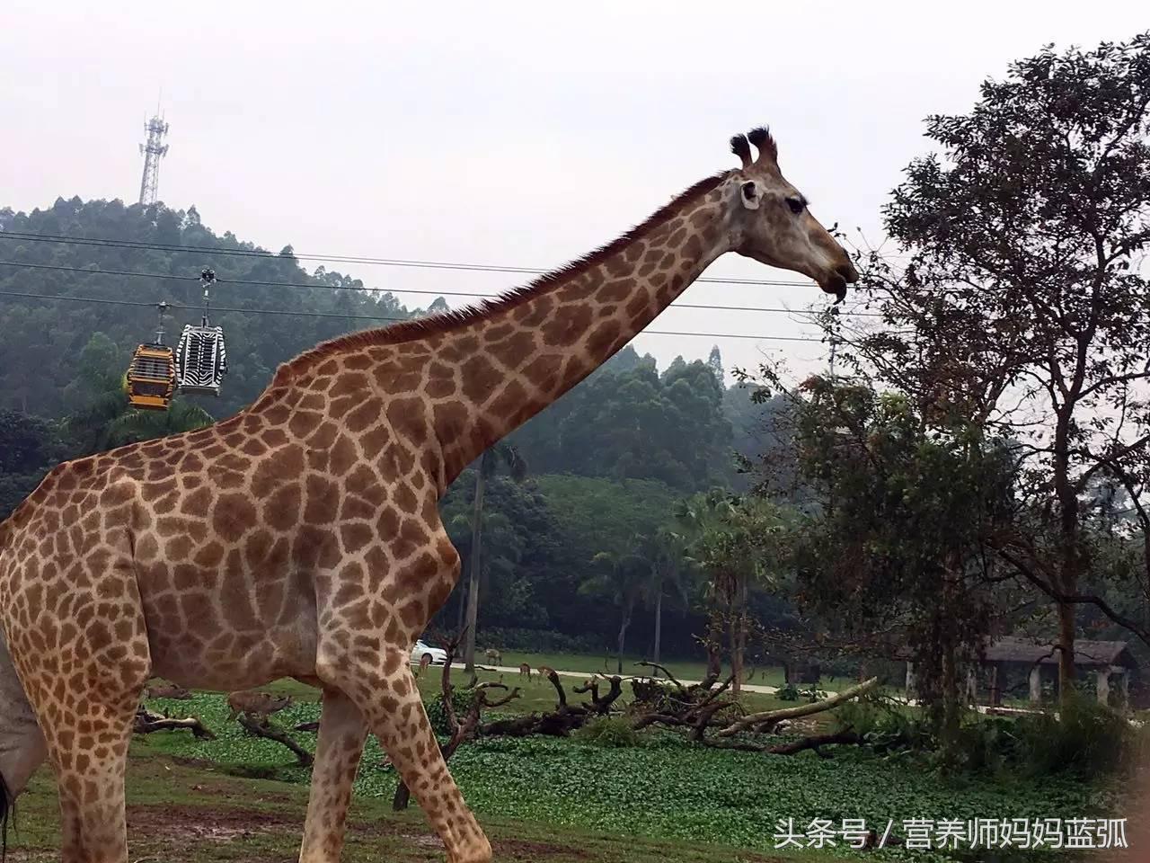 5.1带孩子去长隆推荐,带娃广东长隆欢乐世界游玩攻略