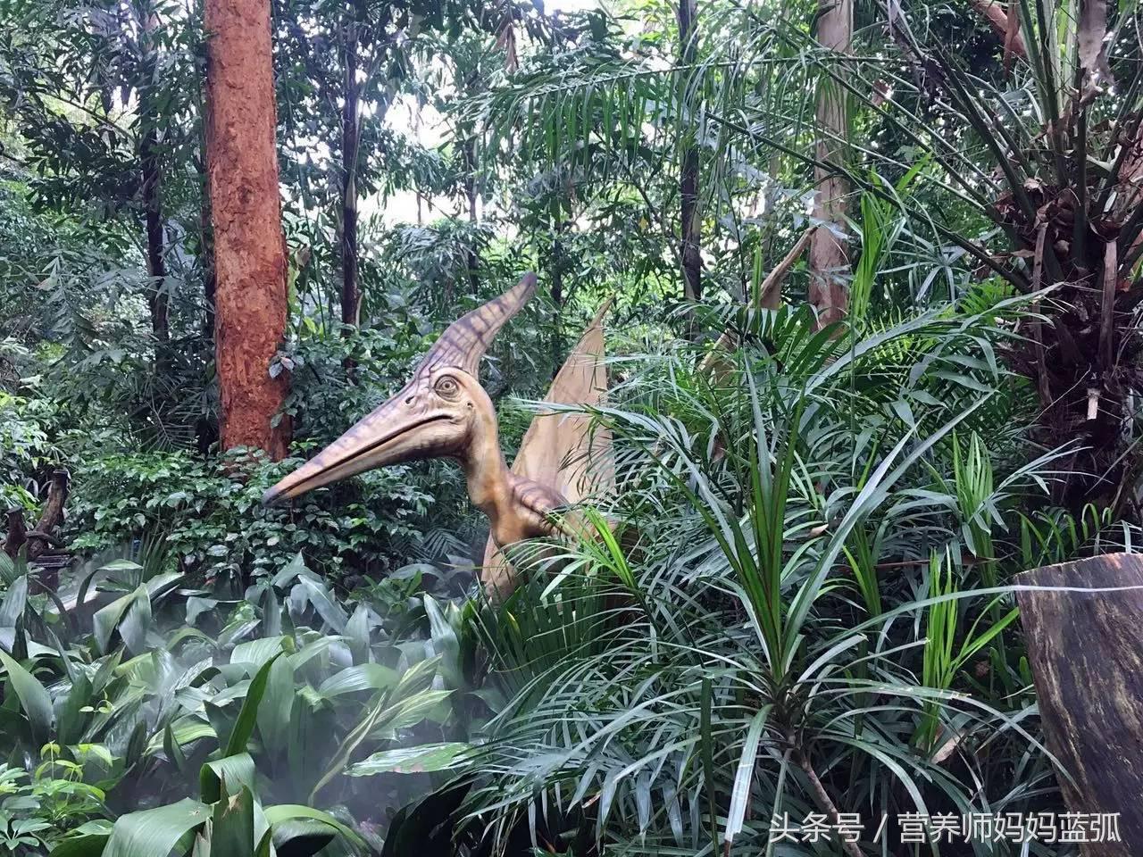 亲子游|井柏然推荐，长隆野生动物世界和海洋王国深度游记！