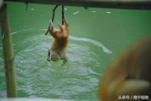 龙虎山最近发生了什么事件,广西南宁龙虎山事件真相视频