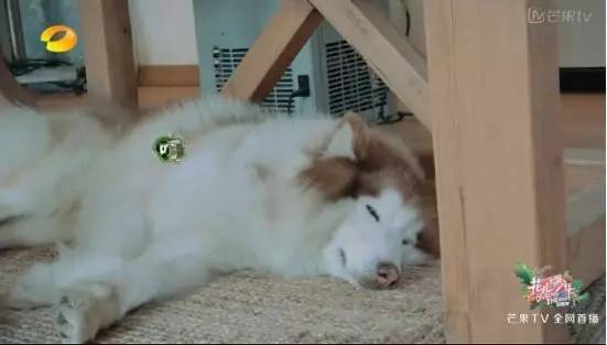 张若昀井柏然四合院,井柏然大江大河