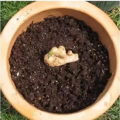 阳台蔬菜的种植方法和步骤,十大阳台蔬菜种植技巧