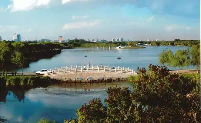 首届华北地区柴犬联合展,柴犬展