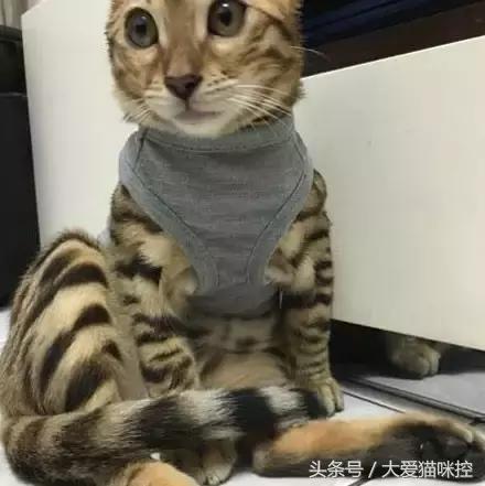 主人起床后发现脸上全是印泥,调查后发现,凶手是它