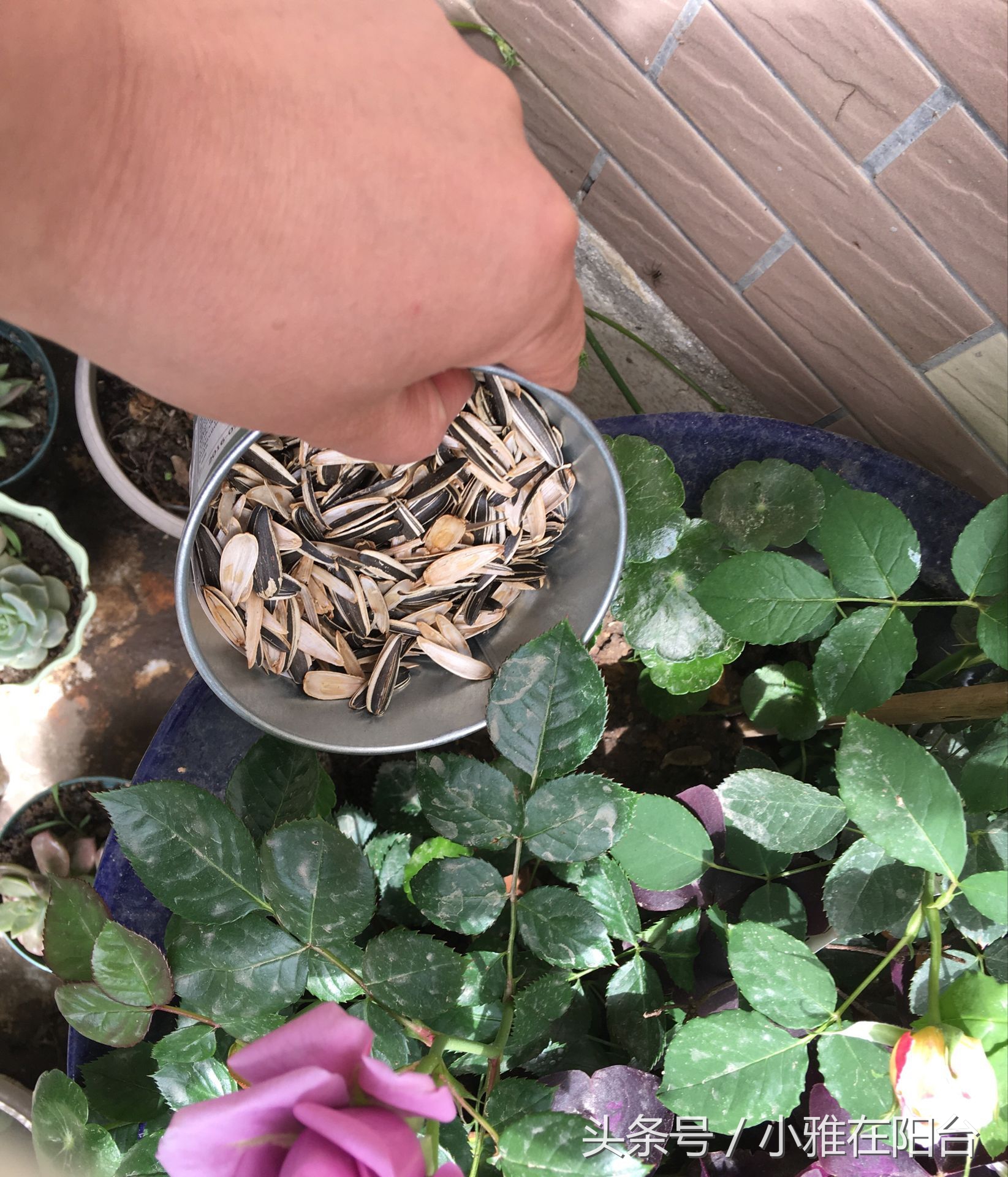 用有机肥料种菜制作方法,用什么做肥料种菜好