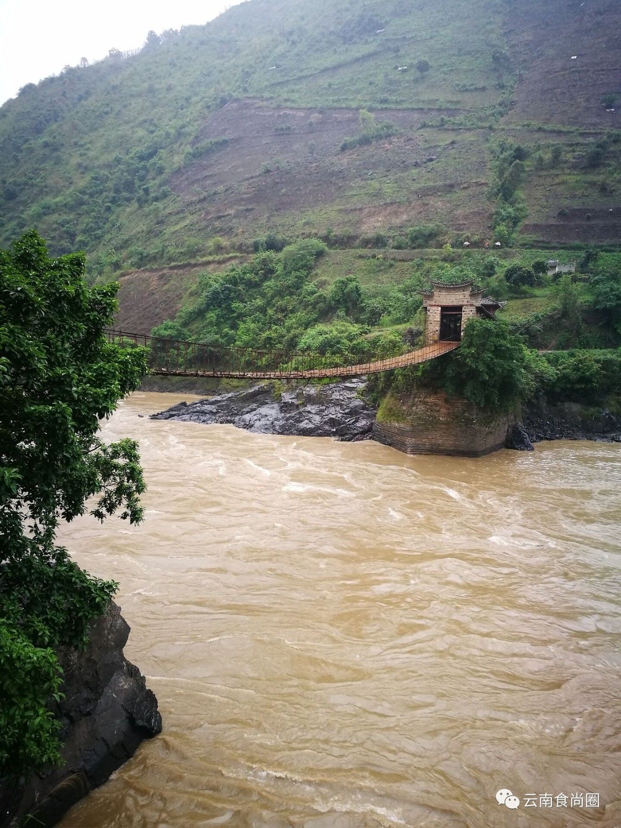 云南大森林蜂蜜好吗,云南热带雨林天然野生蜂蜜