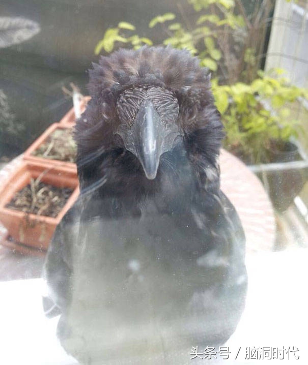 来！给鸦哥上支烟！