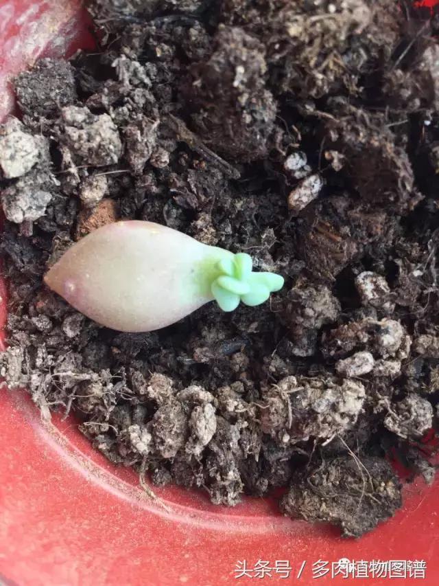 宿舍多肉品种推荐,宿舍多肉