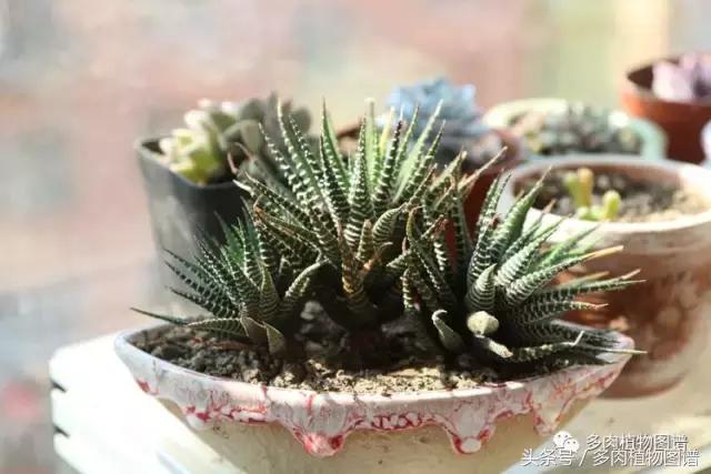 入坑半年的经历,入坑五个月总结