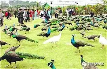 泼水节西双版纳旅游需要注意什么,西双版纳泼水节防晒攻略