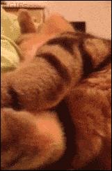 泰迪怎么会喜欢你,泰迪怎么让它信任你