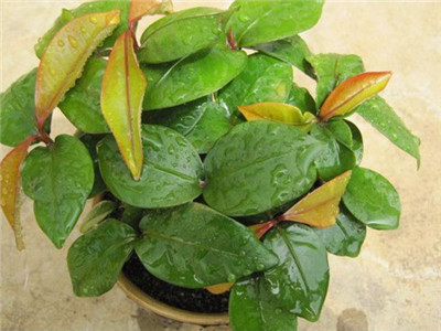 山竹种多久才可以开花结果,山竹是这样种的