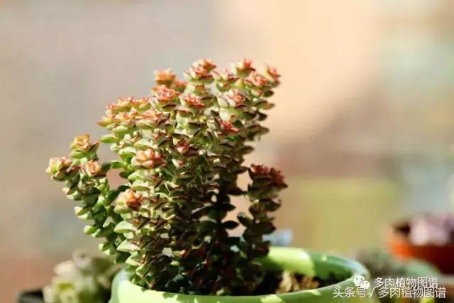 入坑半年的经历,入坑五个月总结