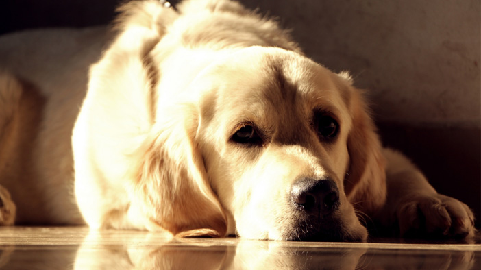 饲养狗狗应坚持的四点,饲养狗狗5大常识要记牢