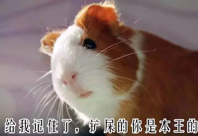 荷兰猪优势与劣势有哪些,荷兰猪的能力有多强