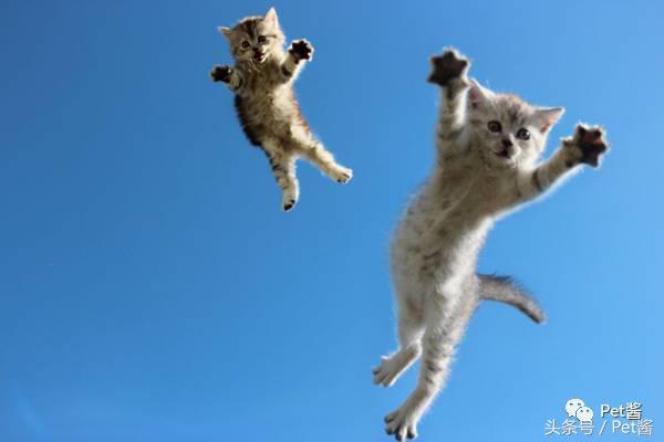 测一测你家猫咪是什么品种,测一测猫咪年龄